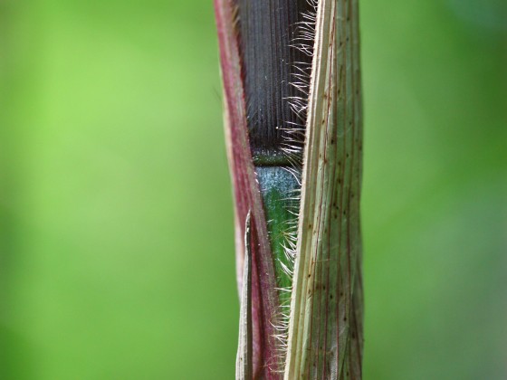 Fargesia angustissima